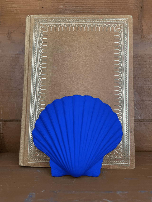 Pecten maximus